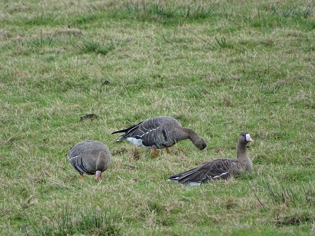 这种进攻方 这种进攻方